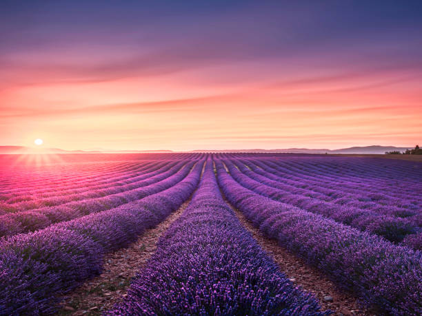istock Lavender flower blooming fields endless rows at sunset. Valensole provence 1073593622