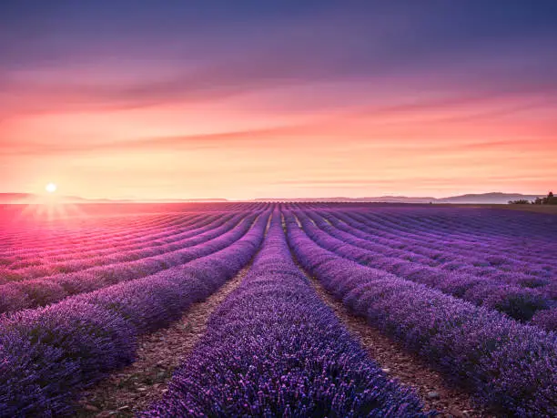 Photo of Lavender flower blooming fields endless rows at sunset. Valensole provence