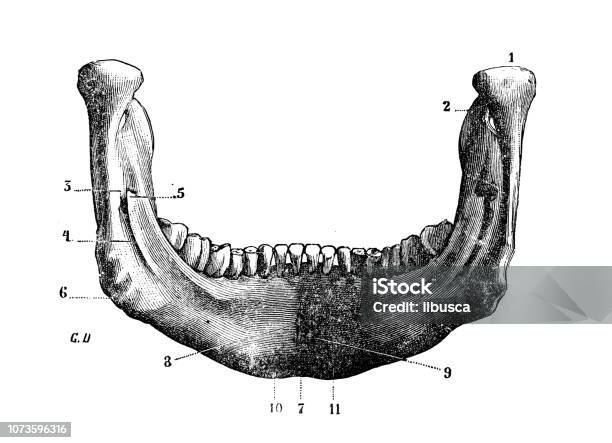 Antique Illustration Of Human Body Anatomy Bones Skull Mandible Lower Jaw Or Jawbone Stock Illustration - Download Image Now