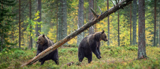 orsi bruni nella foresta autunnale. - bear hunting foto e immagini stock