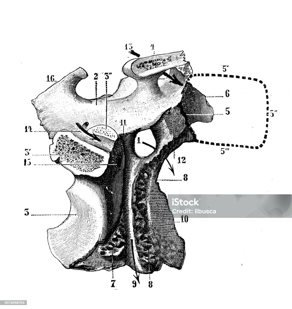 Antique illustration of human body anatomy bones, skull: Pterygopalatine fossa, sphenopalatine fossa Teeth stock illustration