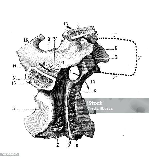 Antique Illustration Of Human Body Anatomy Bones Skull Pterygopalatine Fossa Sphenopalatine Fossa Stock Illustration - Download Image Now