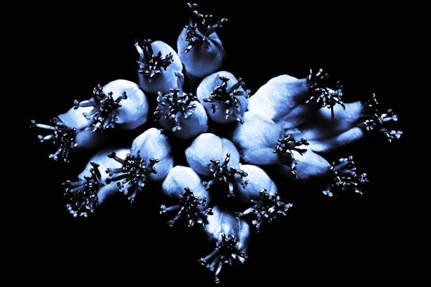 istock Closed up Kalanchoe flower (black background) 1073598952