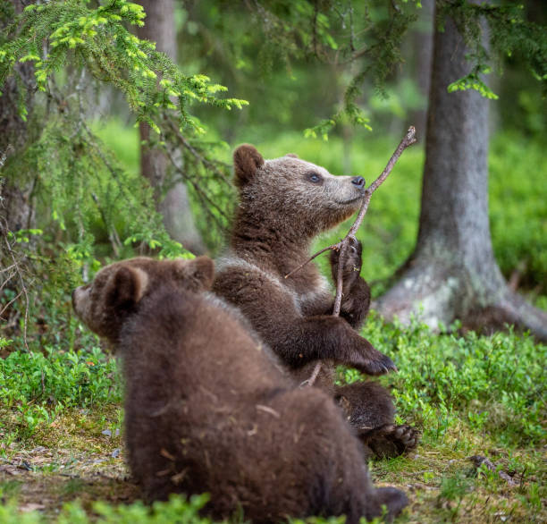 istock Bear-cub play with branch. bear cubs in the summer forest. 1073601096