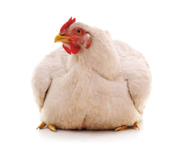 + Pollo Gigante Fotografías de stock, fotos e imágenes libres de derechos - iStock + Pollo Gigante Fotografías de stock, fotos e imágenes libres de derechos - iStock