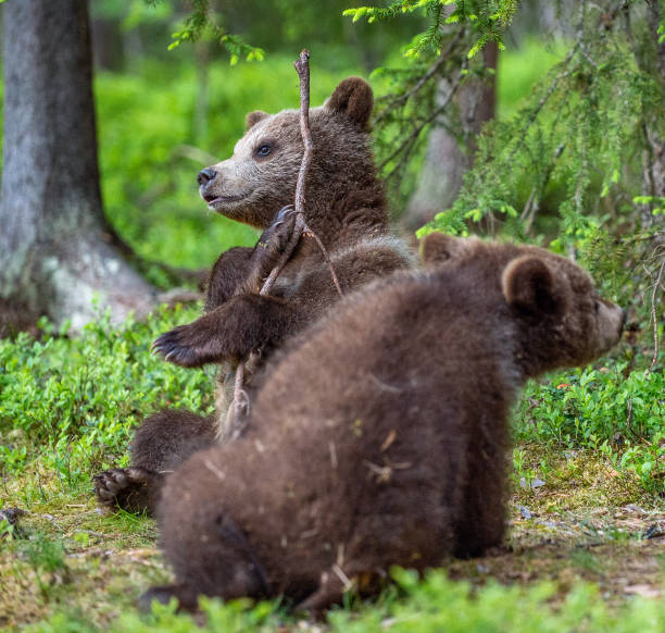 istock Bear-cub play with branch. bear cubs in the summer forest. 1073602960