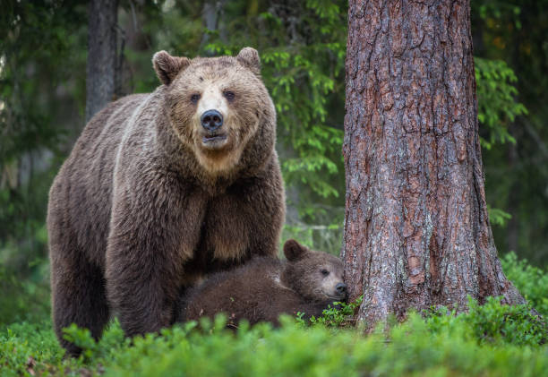 istock She-bear and cubs in the summer forest. 1073602962