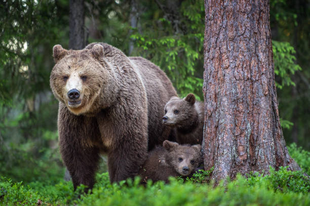 istock She-bear and cubs in the summer forest. 1073607790
