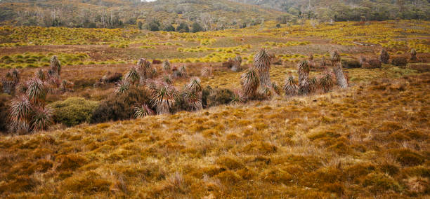istock Maryland Track in Cradle Mountain. 1073618692