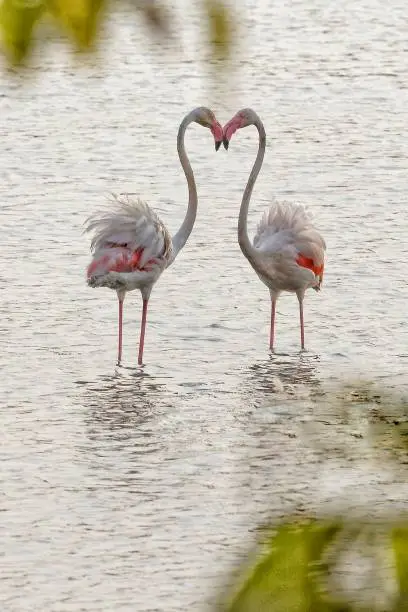 Photo of Greater flamingo