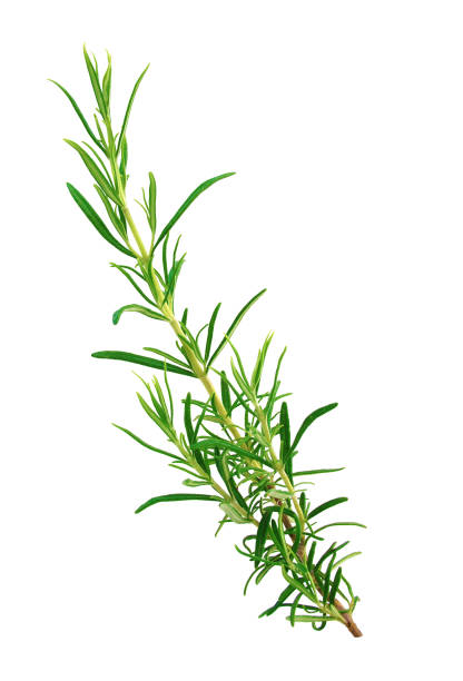 istock Sprig of rosemary isolated on white background 1073621216