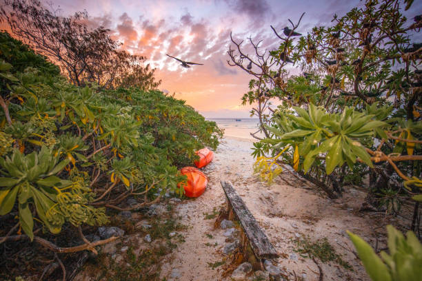 Sunset on a tropical island in Queensland's Great Barrier Reef stock photo