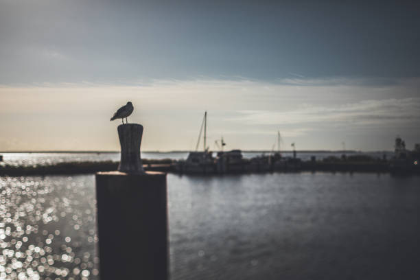 Little harbor in the morning light in Neuendorf / Hiddensee / Germany