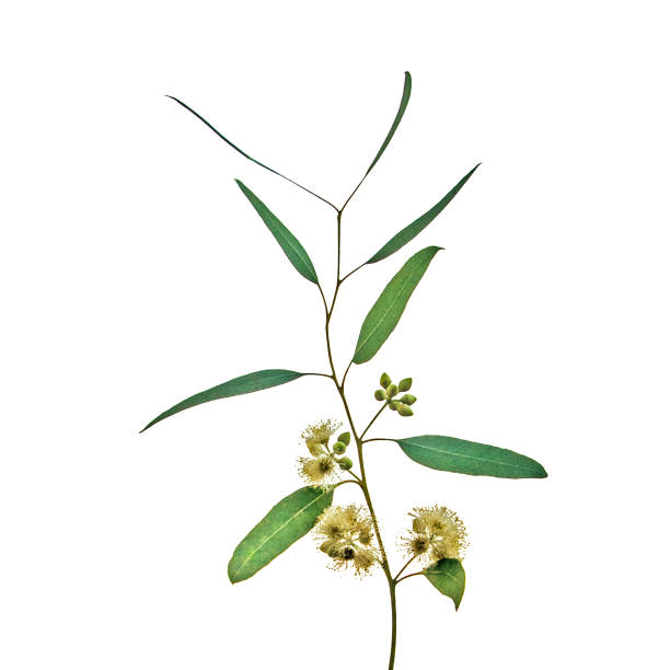 istock close up of eucalyptus flower 1073624418