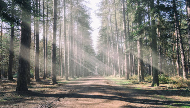 istock Sunbeams In The Forest 1073625654