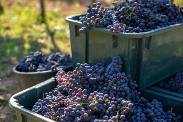 istock Boxes of blue grapes in the vineyard. 1073625844