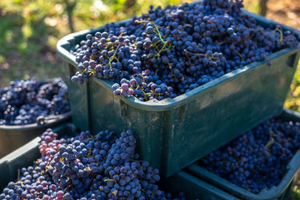 istock Boxes of blue grapes in the vineyard. 1073627770
