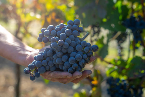 istock Blue vine grapes in hand. Harvest in the vineyard. 1073627910