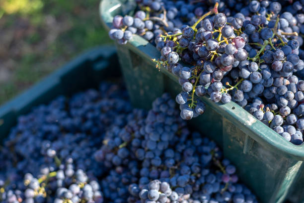 istock Boxes of blue grapes in the vineyard. 1073631648