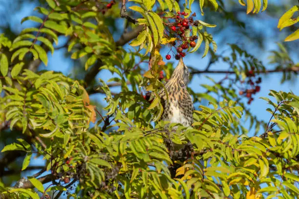 Fieldfare (Turdus pilaris) sitting in a mountain-ash (Sorbus aucuparia) stretching for a berry, picture from Northern Sweden.