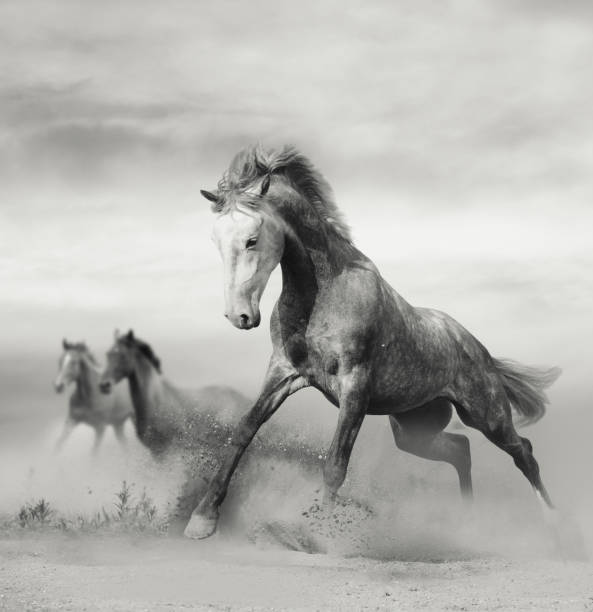 istock Beautiful wild horses running on freedom 1073636100
