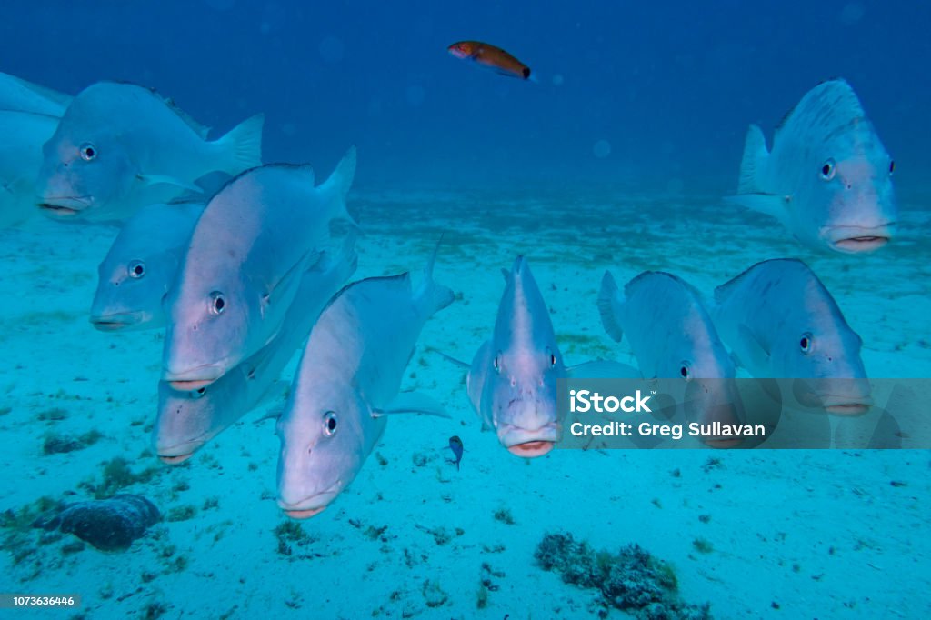 Underwater photography of a school of fish near a shipwreck A school of snapper shelter under the mast of a ship wreck on the sea bed, Great Barrier Reef Queensland Australia Stock Photo