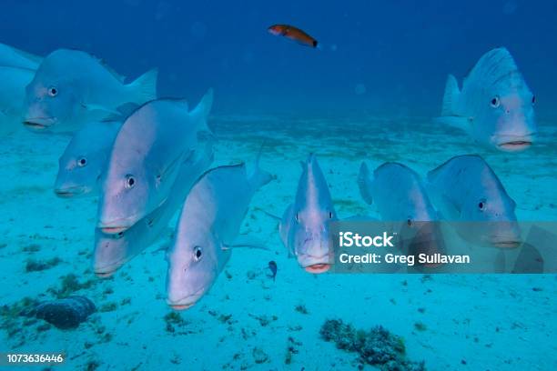 Underwater Photography Of A School Of Fish Near A Shipwreck Stock Photo - Download Image Now