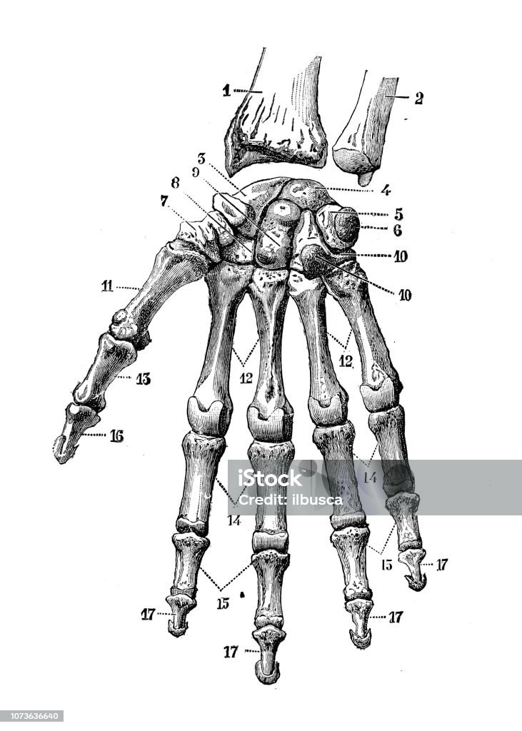 Antique illustration of human body anatomy bones: Hand and wrist 19th Century stock illustration