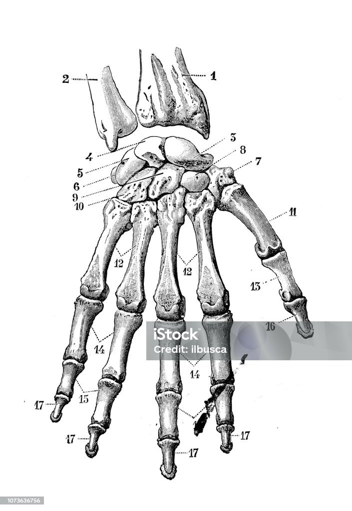 Antique illustration of human body anatomy bones: Hand and wrist Anatomy stock illustration