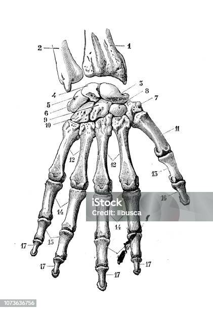 Antique Illustration Of Human Body Anatomy Bones Hand And Wrist Stock Illustration - Download Image Now