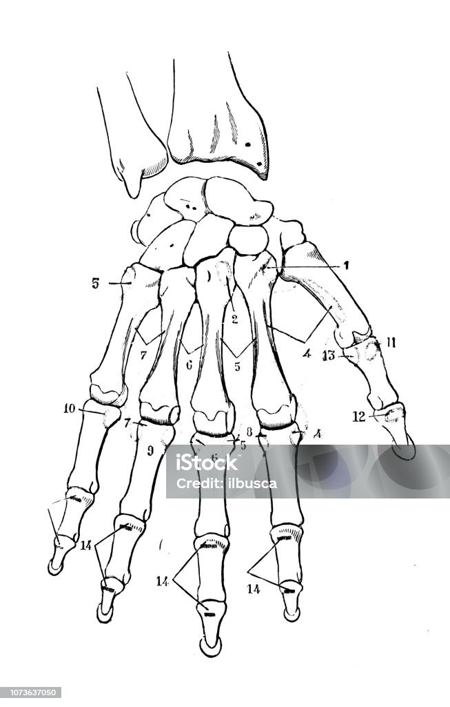 Antique illustration of human body anatomy bones: Hand and wrist 19th Century stock illustration