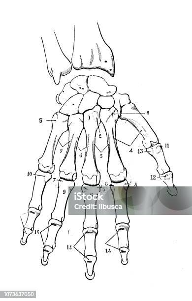 Antique Illustration Of Human Body Anatomy Bones Hand And Wrist Stock Illustration - Download Image Now