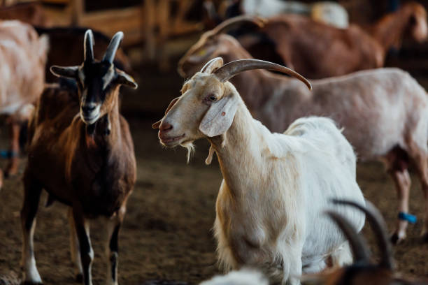 criação de cabras. - goat animal black domestic animals - fotografias e filmes do acervo