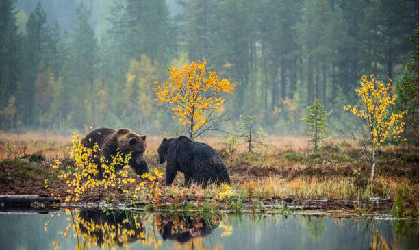 istock Two bears fighting on the bog in the autumn forest. 1073639346