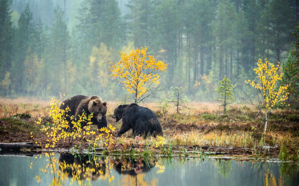 istock Two bears fighting on the bog in the autumn forest. 1073639918