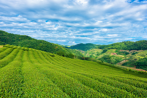 Fresh tea leafs in plantation.