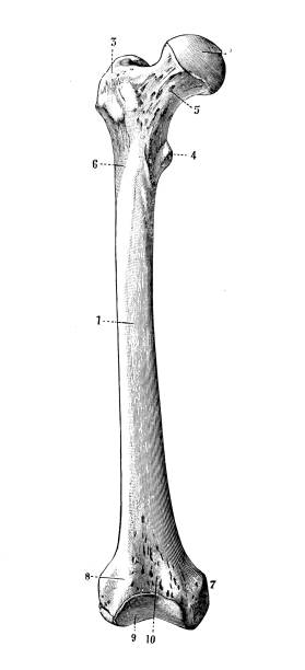 antyczne ilustracje ludzkich kości anatomii ciała: kość udowa - human bone illustrations stock illustrations