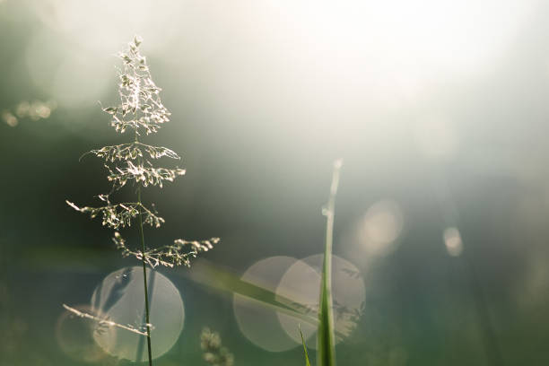 istock Morning in the field 1073641264