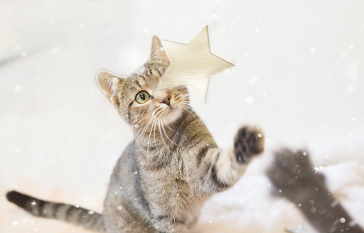two cats  grabbing for christmas star, white background, snowing
