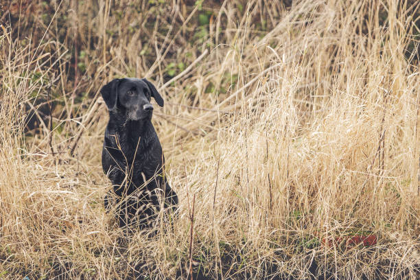 istock Black Labrador outdoors 1073645200