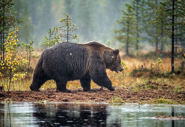 istock A brown bear on the bog in the autumn forest. 1073647686
