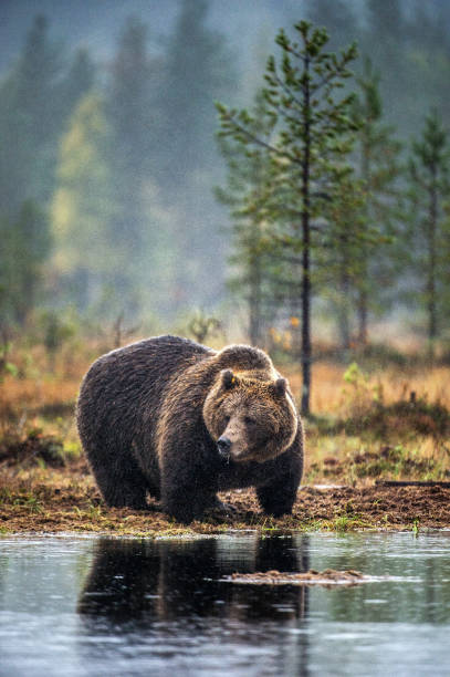 istock A brown bear on the bog in the autumn forest. 1073647840