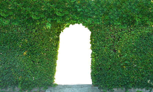istock The arch gate which cover wity ivy,isolate on the gate 1073651868
