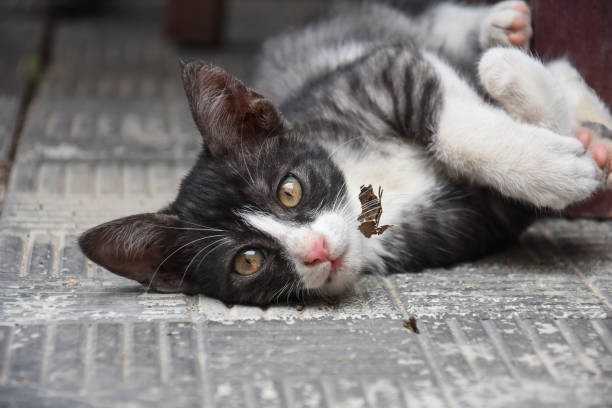 istock Little kitten play on the ground 1073652064