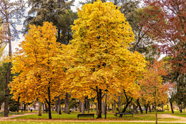 City park trees display autumn leaf colors.