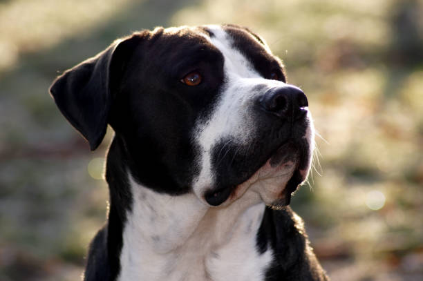 istock Gorgeous strong bulldog with black white fur 1073657814