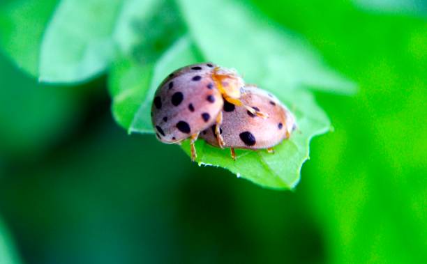 istock Two Multicolored Asian ladybeetle beetles (Harmonia axyridis, harlequin,Halloween ladybeetle) mating in beautiful environment. blurry background and copy space. during mating season, bokeh background. 1073660104