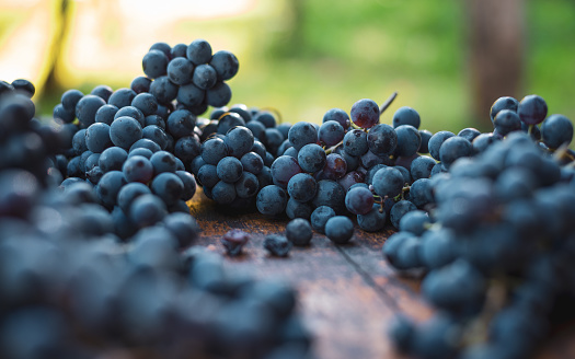 Blue vine grapes. Grapes for making wine. Detailed view of Cabernet Franc blue grape vines in the hungarian vineyard, autumn.