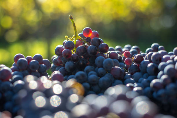 istock Blue vine grapes. Grapes for making wine. Detailed view of Cabernet Franc blue grape vines. 1073662886