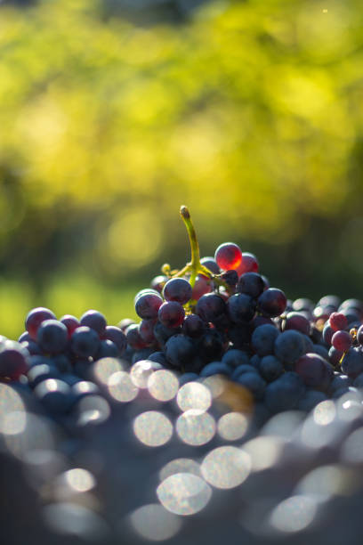 istock Blue vine grapes. Grapes for making wine. Detailed view of Cabernet Franc blue grape vines. 1073663334